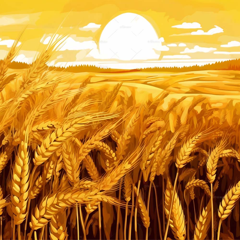 Wheat Field at Sunset Paint by Numbers