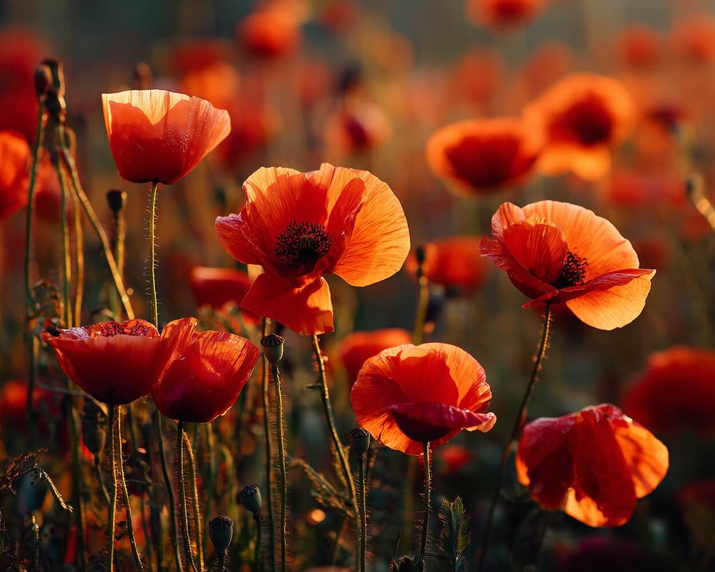 Red Poppies at Dusk Paint by Numbers